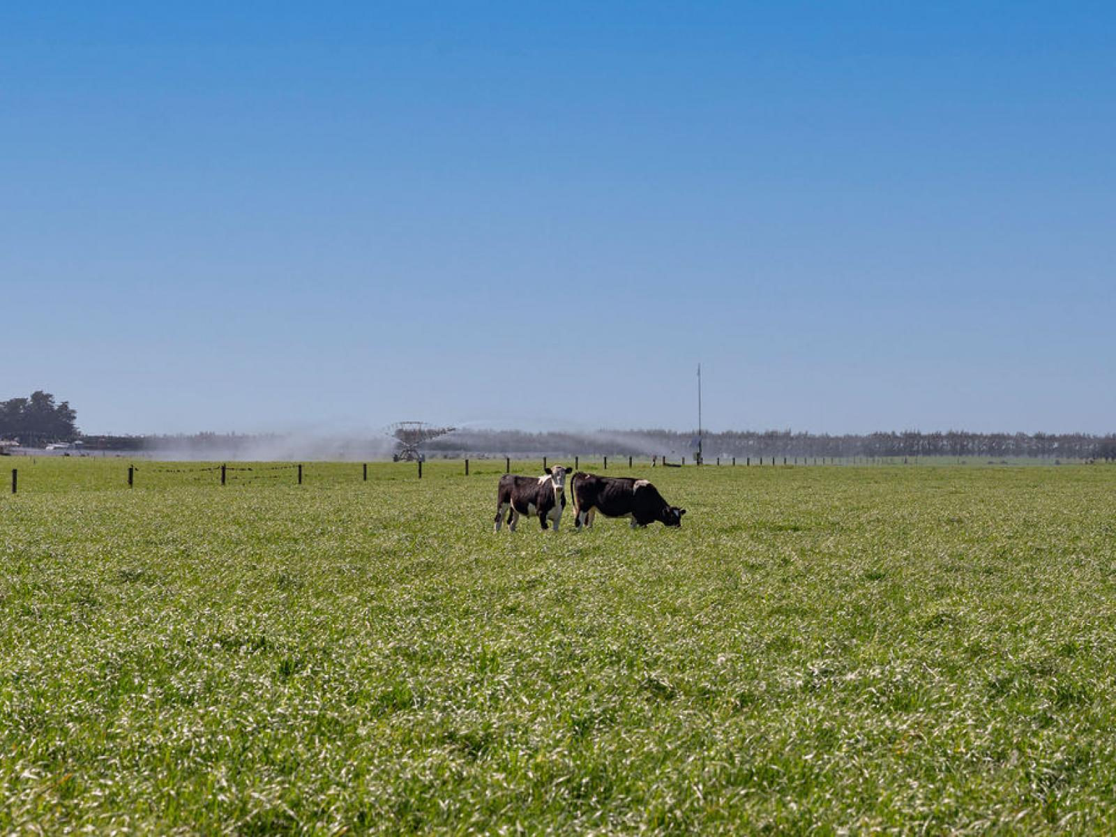 1280 Back Track, Rakaia