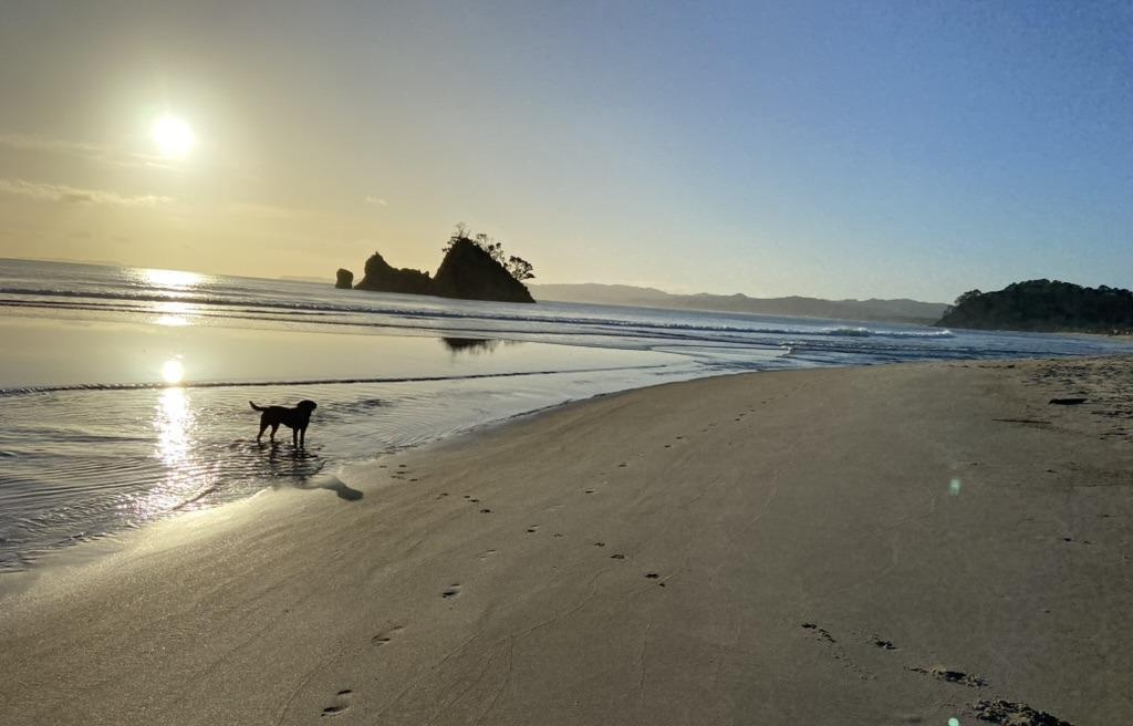 Matarangi Holiday Homes