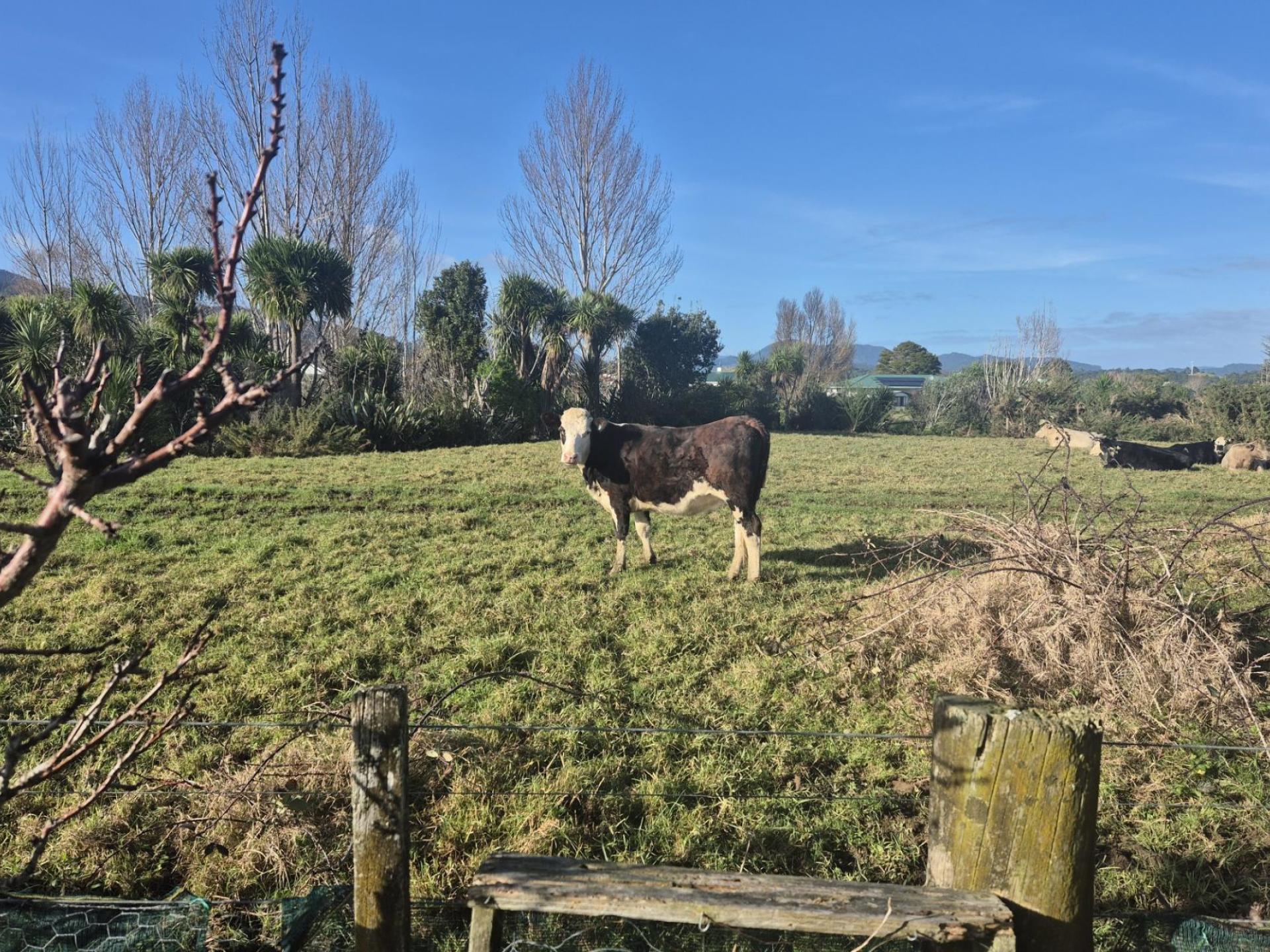 4 Courthouse Lane, Coromandel