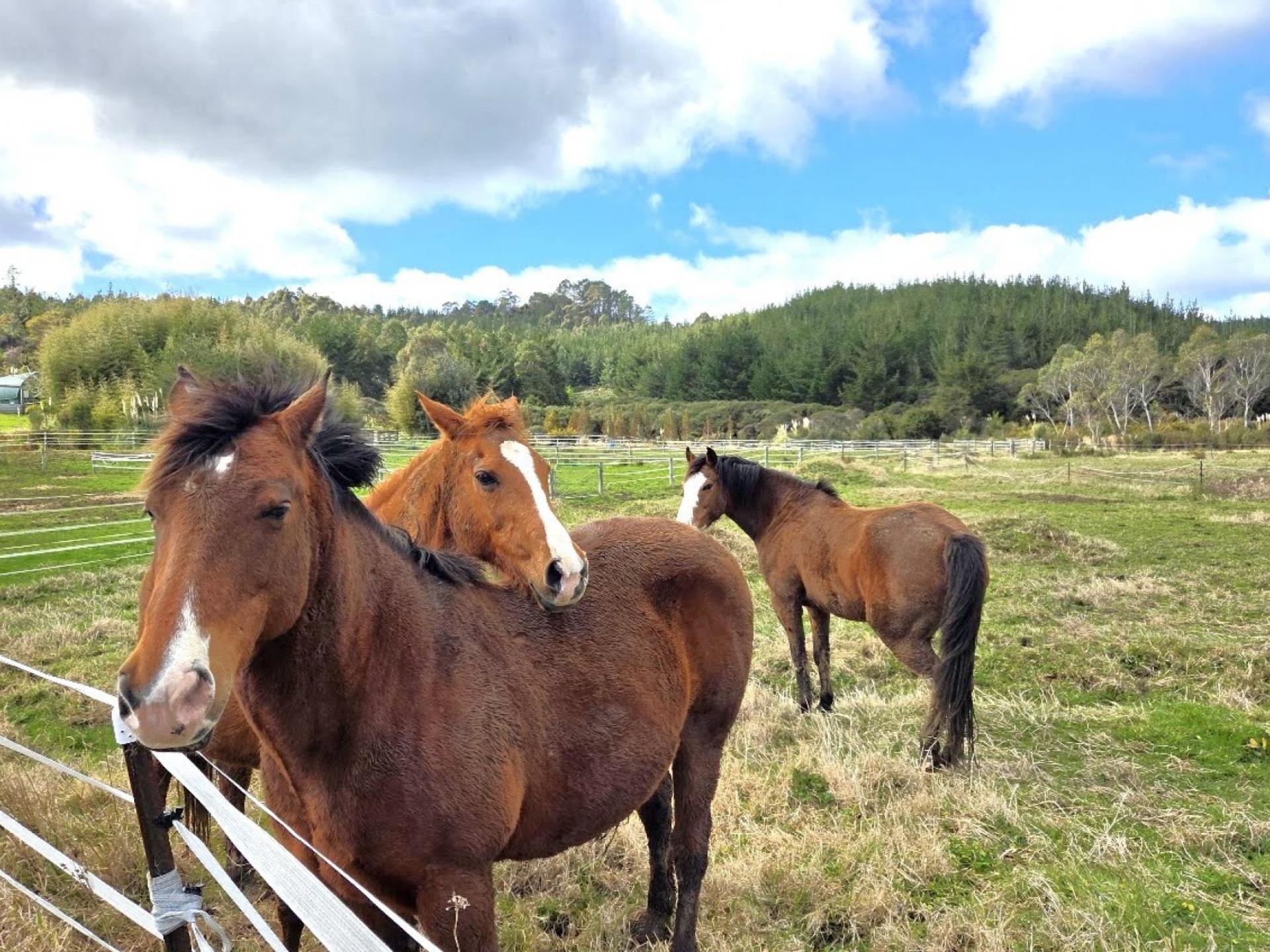 540 SH25  Te Rerenga-Kuaotunu Hwy, Otapaurau