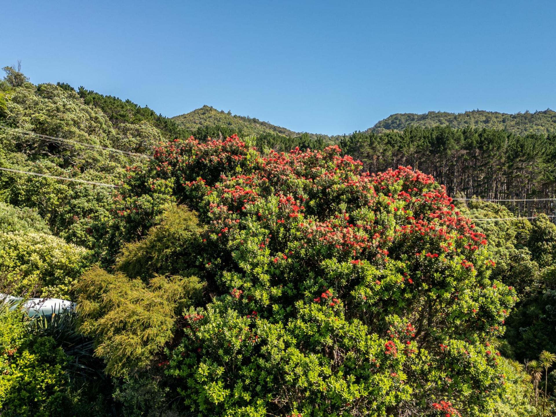402 Tuateawa Road, Coromandel