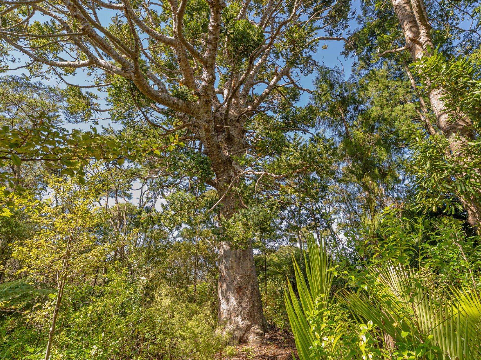 871B Tiki Quarry Road, Coromandel