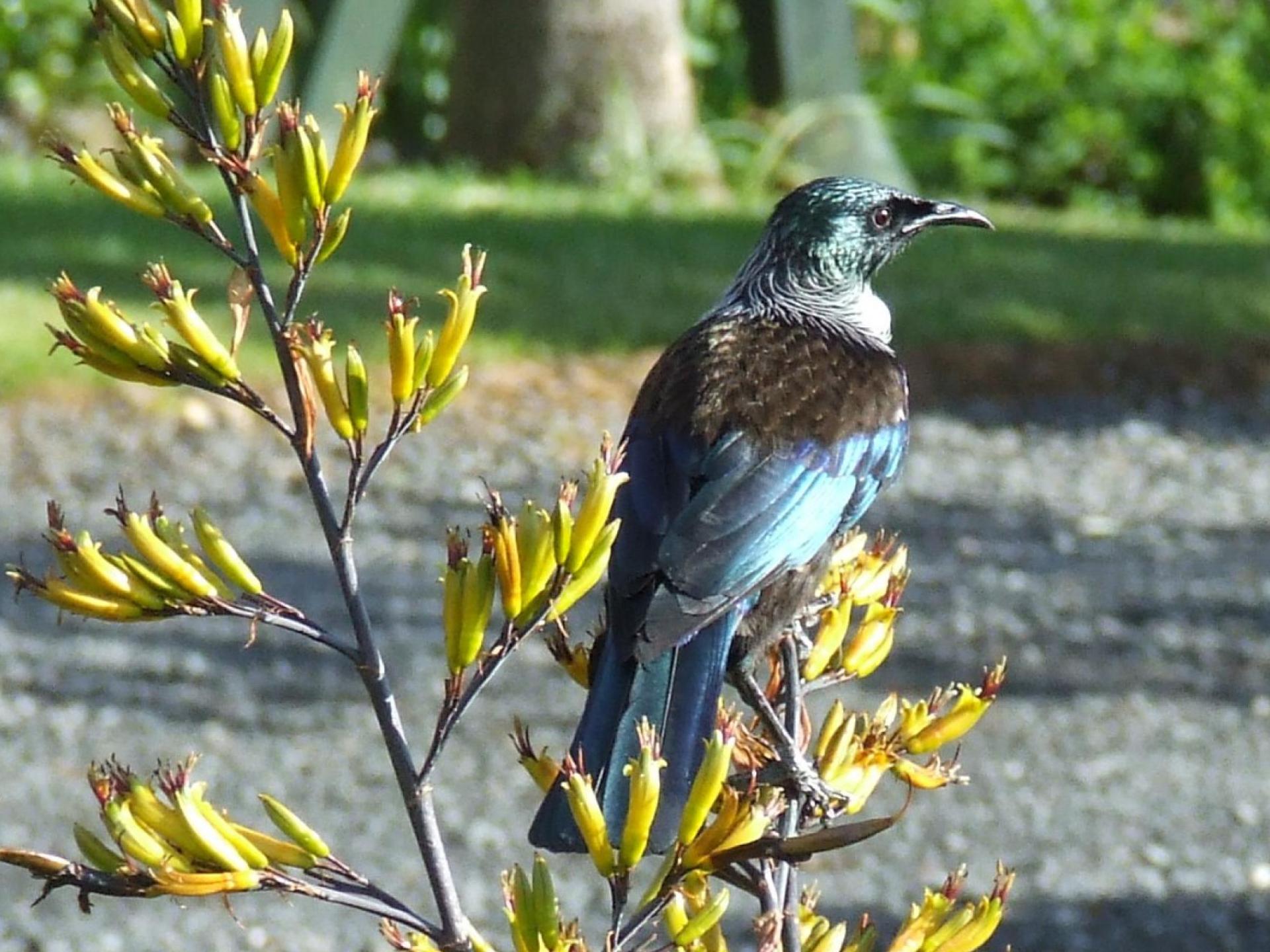 871B Tiki Quarry Road, Coromandel