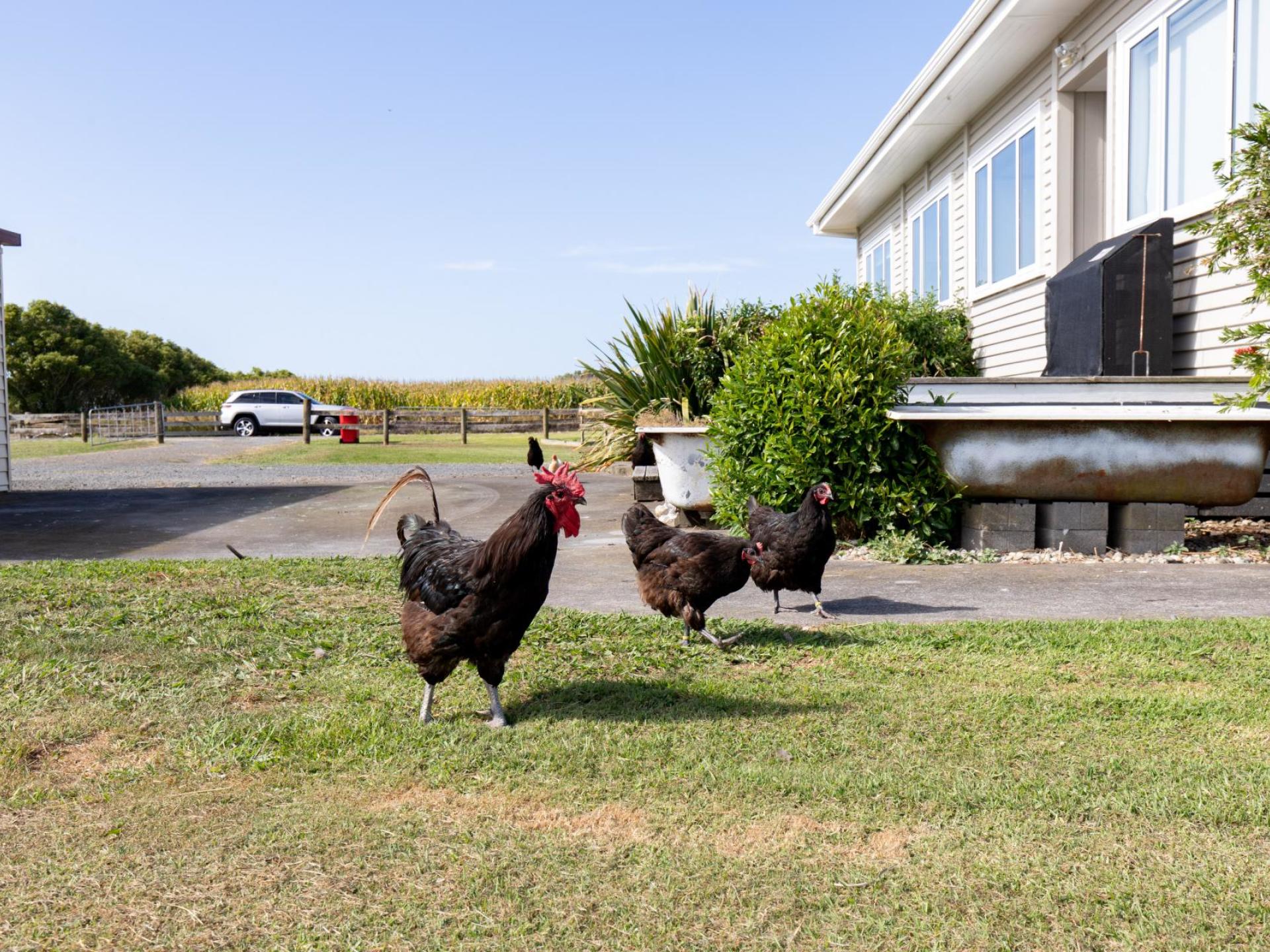 166A Pipiroa Road, Ngatea 166A Pipiroa Road, Ngatea