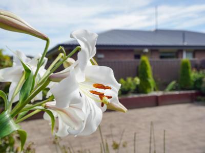 15 Terrace Street, Rosedale