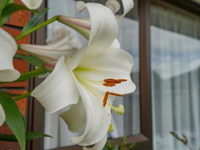 22 Craig Street, Waikiwi