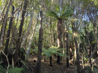 7-rata-street-stewart-island