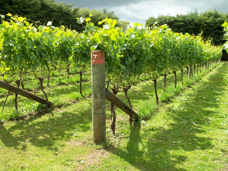 190-regent-street-martinborough