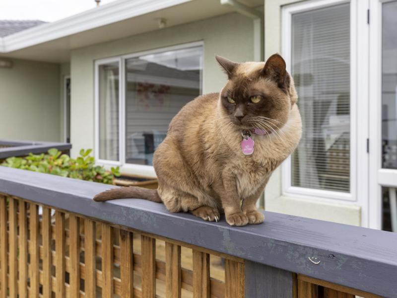 10-astelia-way-waipahihi